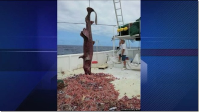 少し閲覧注意 ゴブリンシャーク ミツクリザメ って深海サメがメキシコで釣り上げられる これは確かにゴブリンとか言われる顔してるわ Hebinuma