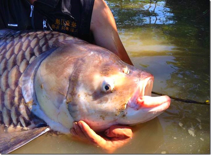 世界最大の鯉パーカホ